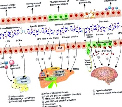 intestinale