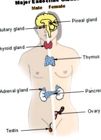 endocrin