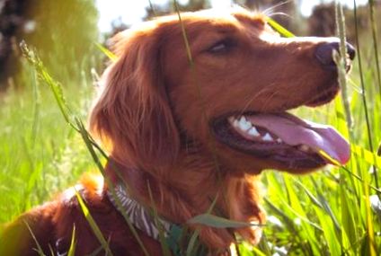 Кърлежи върху кучета - 5 стъпки за предотвратяване ⋆ Бела; Дюк сурова храна