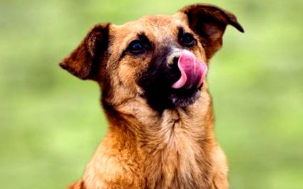 IBD при кучета Какво трябва да знаете AnimalBiome