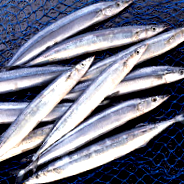 saury