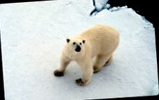 полярна мечка