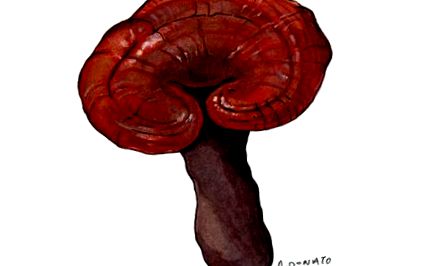 reishi