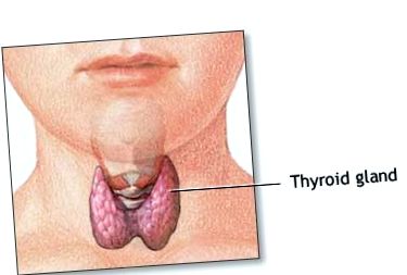 щитовидната