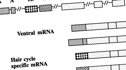 мишката