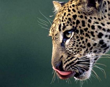 леопард Panthera