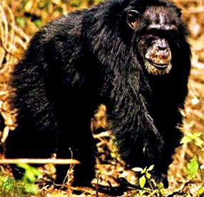 шимпанзетата