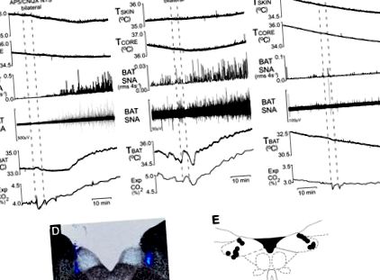 metabolismului