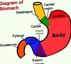 intestinul subțire