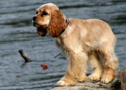 Cocker Spaniel Cocker