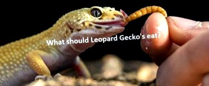 gecko