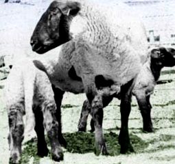 овцевъдство