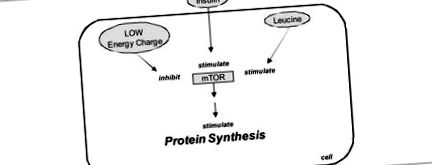 протеини