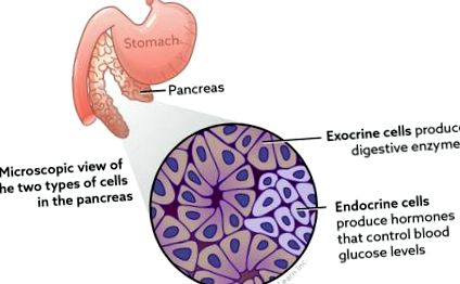 pancreatice