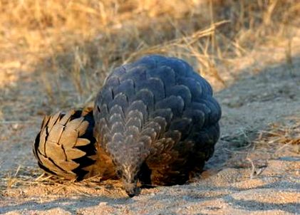 pangolin burtă