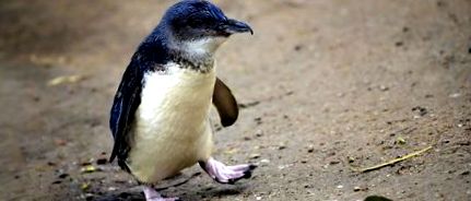 пингвините
