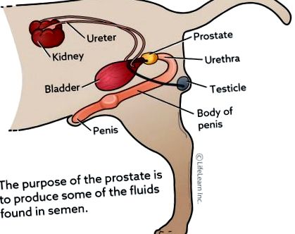 простатата