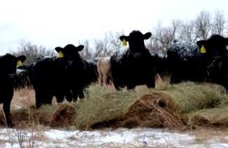 căutării Drovers