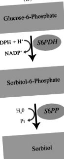 сорбитол-6-фосфат дехидрогеназа