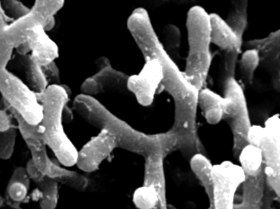 bifidobacterium