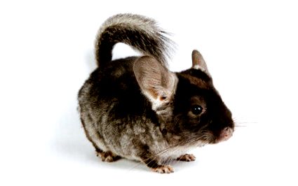 chinchilla