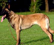 malinois