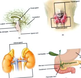 endocrin