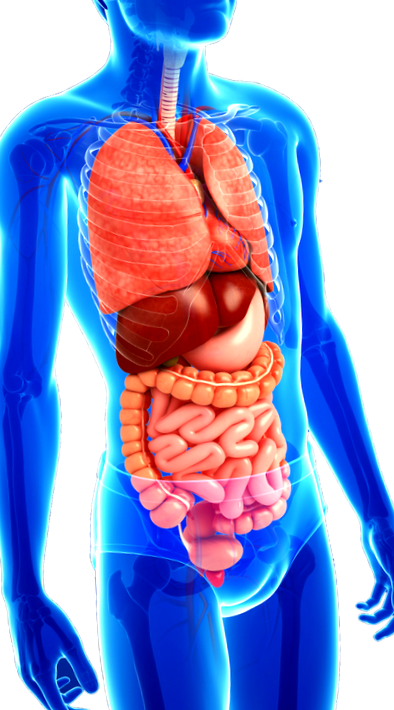 sistemului digestiv