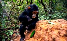 шимпанзетата