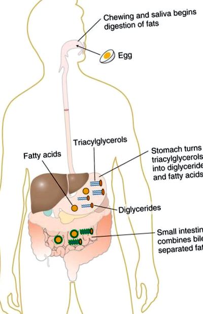 lipidelor