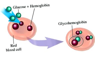 hemoglobină