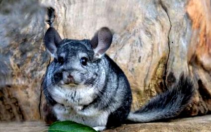 chinchilla