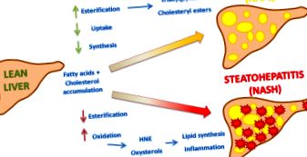 lipidelor