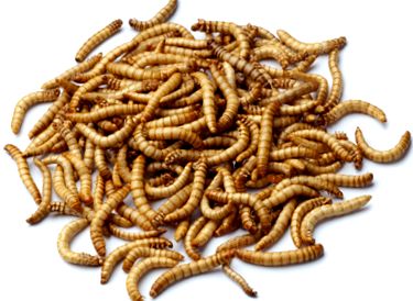 mealworm