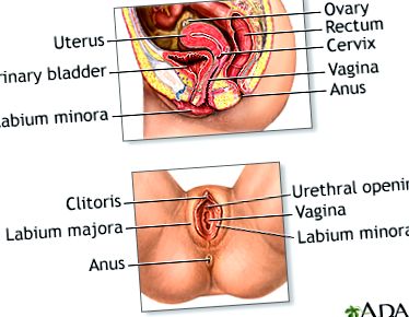 ovariene