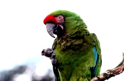 папагалска