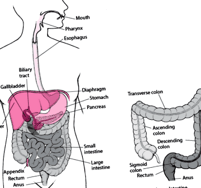 digestive