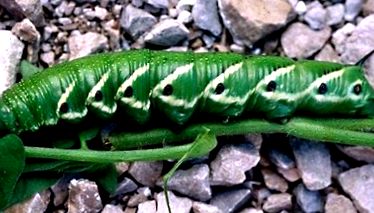 hornworms