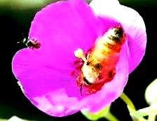 nectar polen