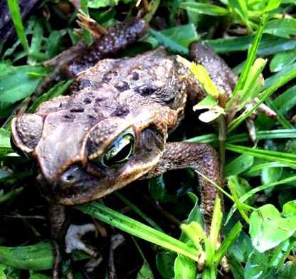 toad