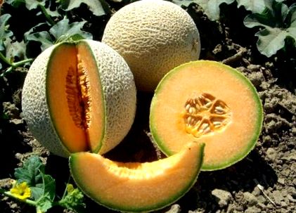 cantaloupemusk