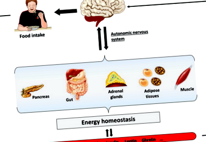 cerebrale