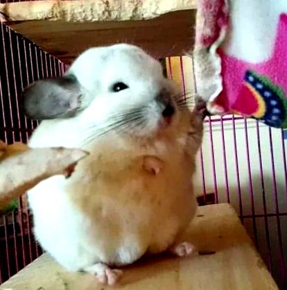 chinchilla