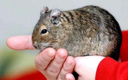 degus