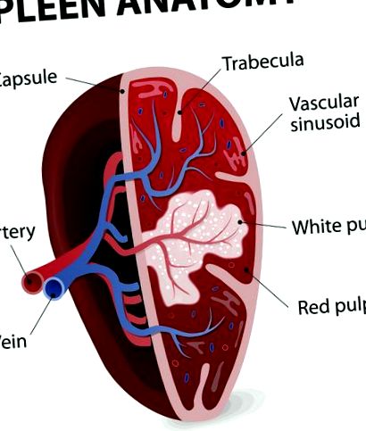 abdominală