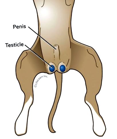 sterilizarea