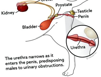 перинеална