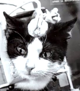 50 години от първата - и единствена - котка в космоса - Еврика