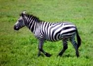 Grévy zebra