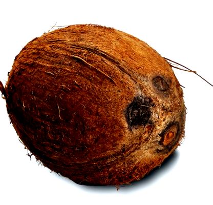 nucă cocos